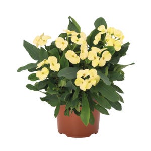 May include: A potted plant with pale yellow flowers and dark green leaves. The plant is in a brown plastic pot. The flowers are clustered together, and the leaves are a deep green color. The plant is a vibrant addition to any home.