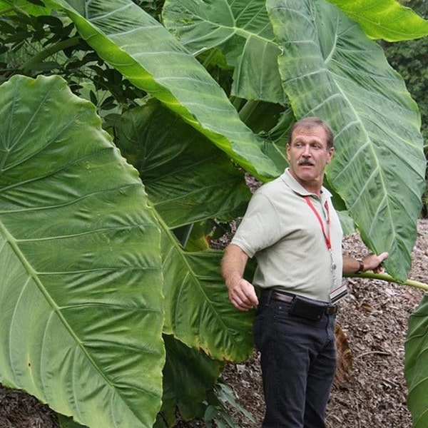 Colocasia Thailand giant Starter Plant (ALL STARTER PLANTS require you to purchase 2 plants!)