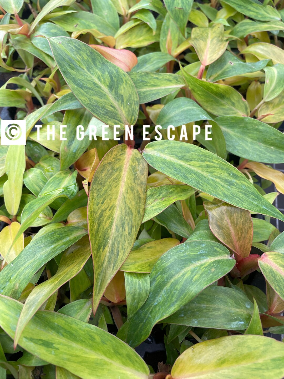 Philodendron Orange Marmalade Starter Plant ALL STARTER PLANTS Require You to Purchase 2 Plants