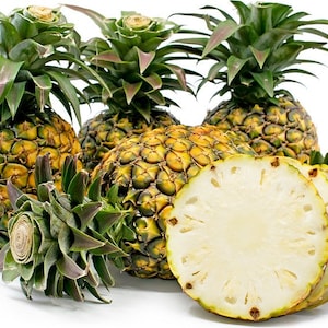 Sugarloaf pineapple Starter Plant (ALL STARTER PLANTS require you to purchase 2 plants!)
