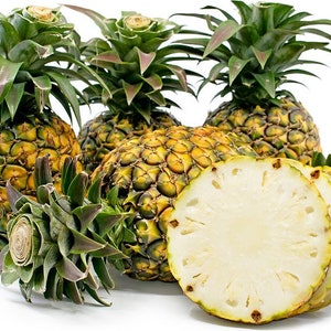 Sugarloaf pineapple Starter Plant (ALL STARTER PLANTS require you to purchase 2 plants!)