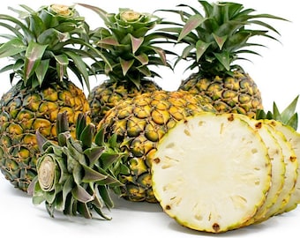 Sugarloaf pineapple Starter Plant (ALL STARTER PLANTS require you to purchase 2 plants!)