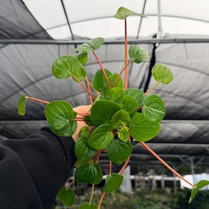 May include: A set of three ceramic mugs with a speckled, matte finish. The mugs are in shades of cream, light gray, and dark gray. Each mug has a simple, minimalist design, perfect for coffee or tea.