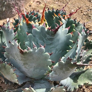 Agave isthmensis Starter Plant (ALL STARTER PLANTS require you to purchase 2 plants!)