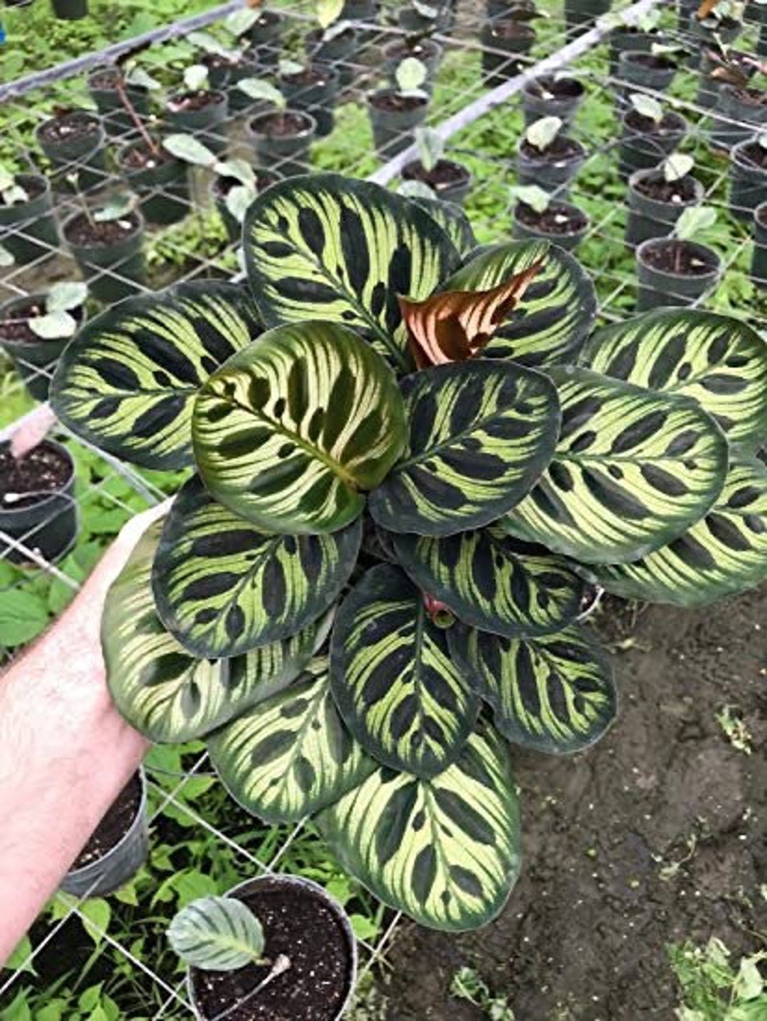 Calathea Makoyana ( the Peacock Plant) Starter Plant (ALL STARTER PLANTS  Require You to Purchase 2 Plants!) - Etsy
