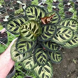 May include: A close-up of a Calathea plant with large, oval-shaped leaves. The leaves are a deep green with a striking pattern of lighter green stripes. The plant has a few brown and red accents. The plant is in a pot.