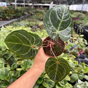 Anthurium Red Gunsal - Etsy