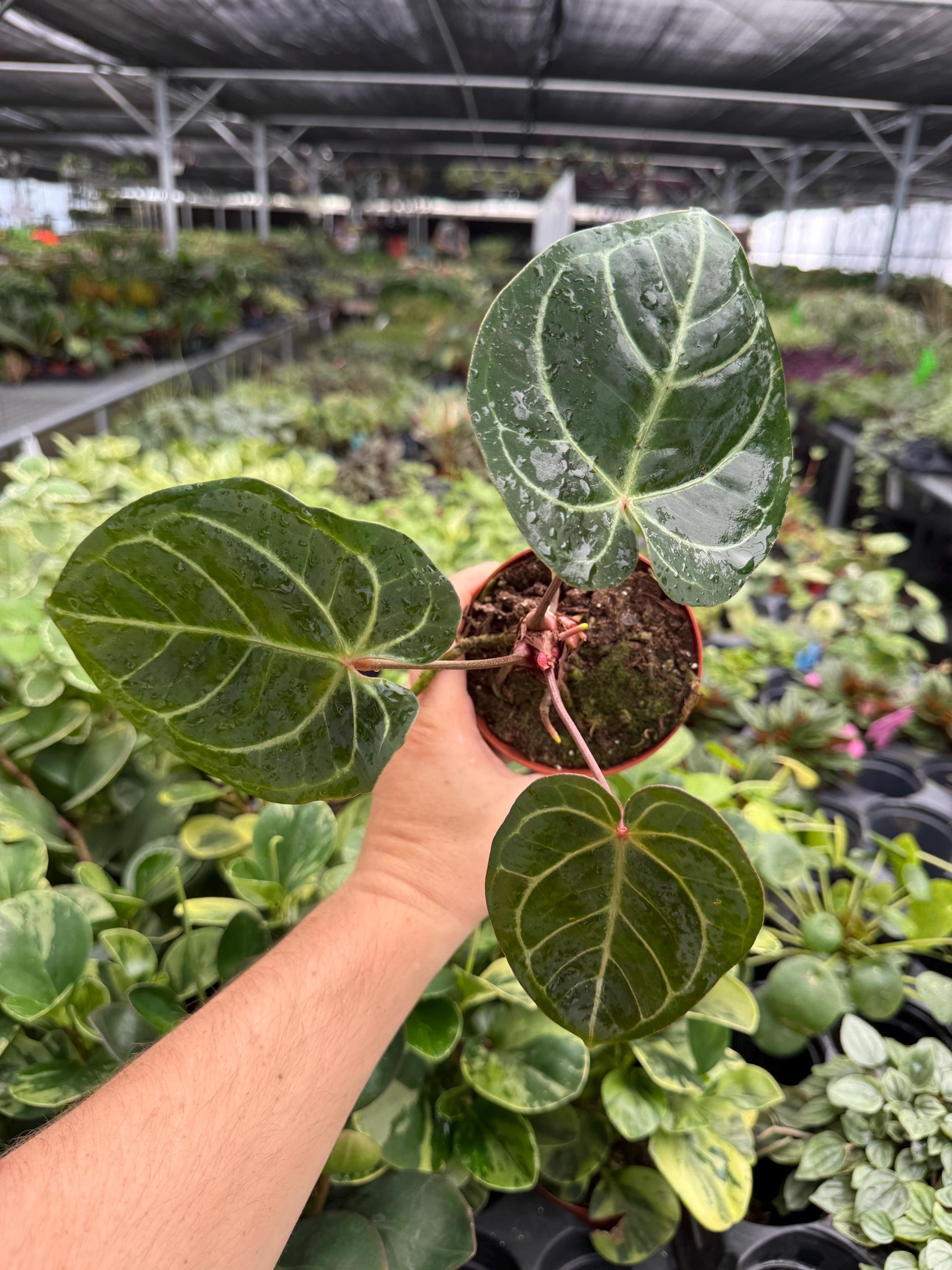 Anthurium Red Gunsal - Etsy