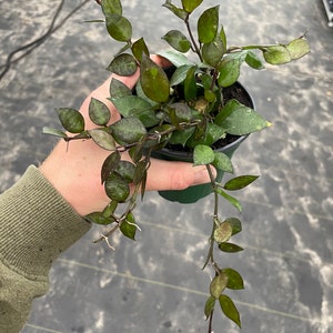 Hoya krohniana Black 4” pot (ALL PLANTS require you to purchase 2 plants!)