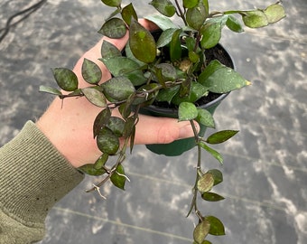 Hoya krohniana Black 4” pot (ALL PLANTS require you to purchase 2 plants!)