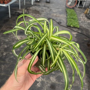 May include: A green and white variegated spider plant in a small black pot. The long, arching leaves have a distinctive striped pattern. The plant is held in a person's hand, showcasing its size and detail. The background suggests a greenhouse setting.