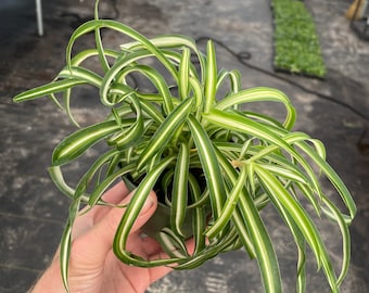 Exact Plant Anthurium Silver Hope X Warocqueanum Specific 4” Pot