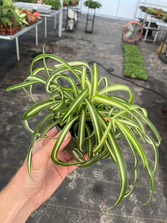 Curly Spider Plant bonnie 4pot (ALL PLANTS Require You to Purchase 2  Plants!) - Etsy