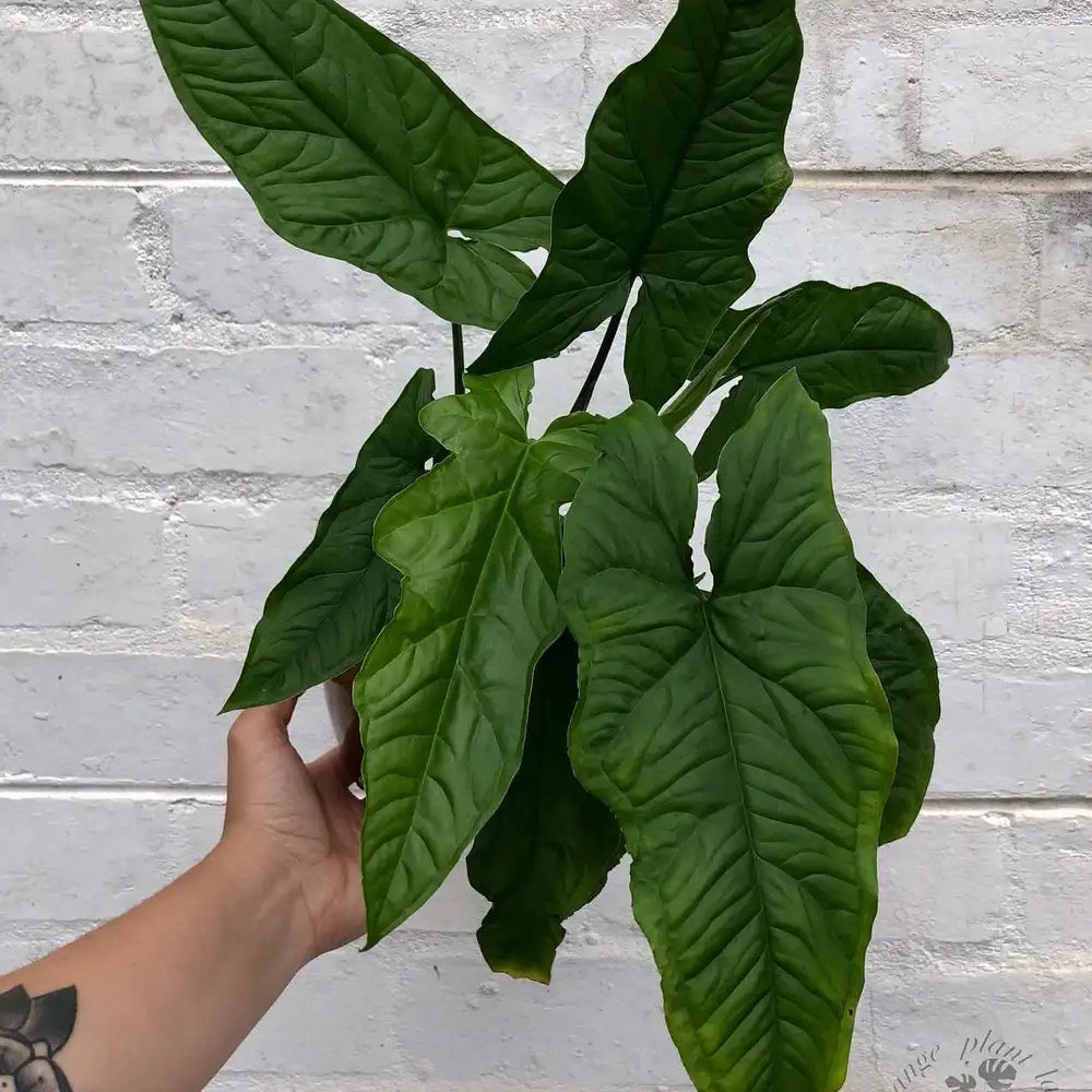 Syngonium Steyermarkii Starter Plant (ALL STARTER PLANTS require you to purchase 2 plants!)