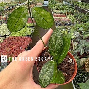 May include: A potted Hoya plant with large, speckled green leaves. The plant is held in a small, brown pot. The leaves have a unique pattern of light green spots. The background shows a greenhouse setting with other plants.
