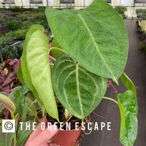 Syngonium chiapense frosted heart 4” pot (ALL PLANTS require you to purchase 2 plants!)