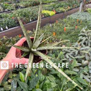 May include: A small potted plant with long, spiky, green and white leaves. The plant is in a red pot and is being held by a hand. The text "THE GREEN ESCAPE" is visible in the image.