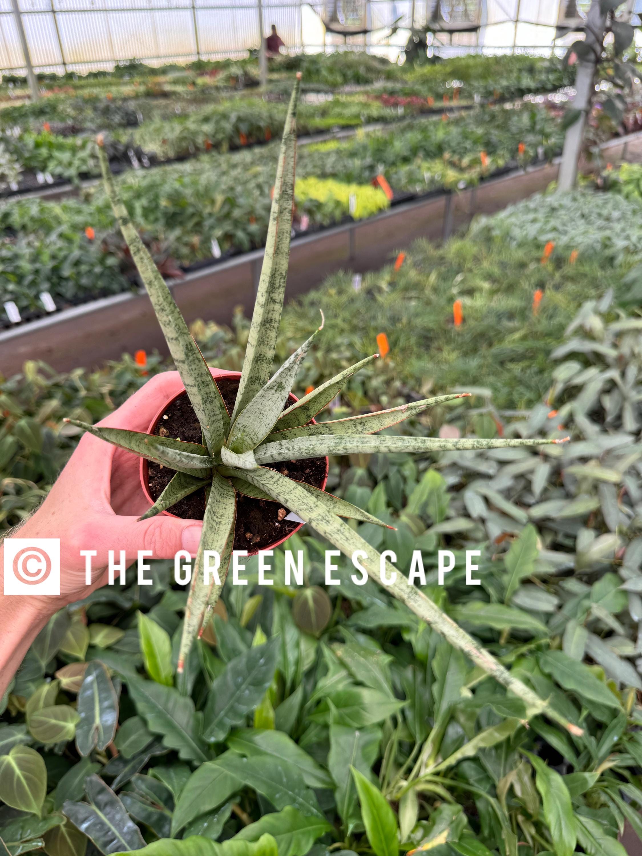 Sansevieria Hybrid Icicle Micadol 4”pot (ALL PLANTS Require You to