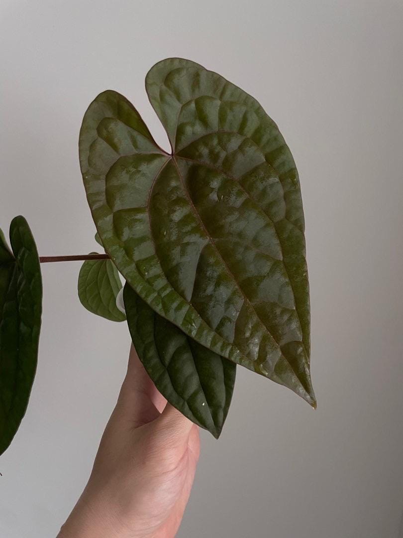 Anthurium Ace of Spades X Luxurians Starter Plant (ALL STARTER Anthurium Ace of Spades X Luxurians Starter Plant (ALL STARTER