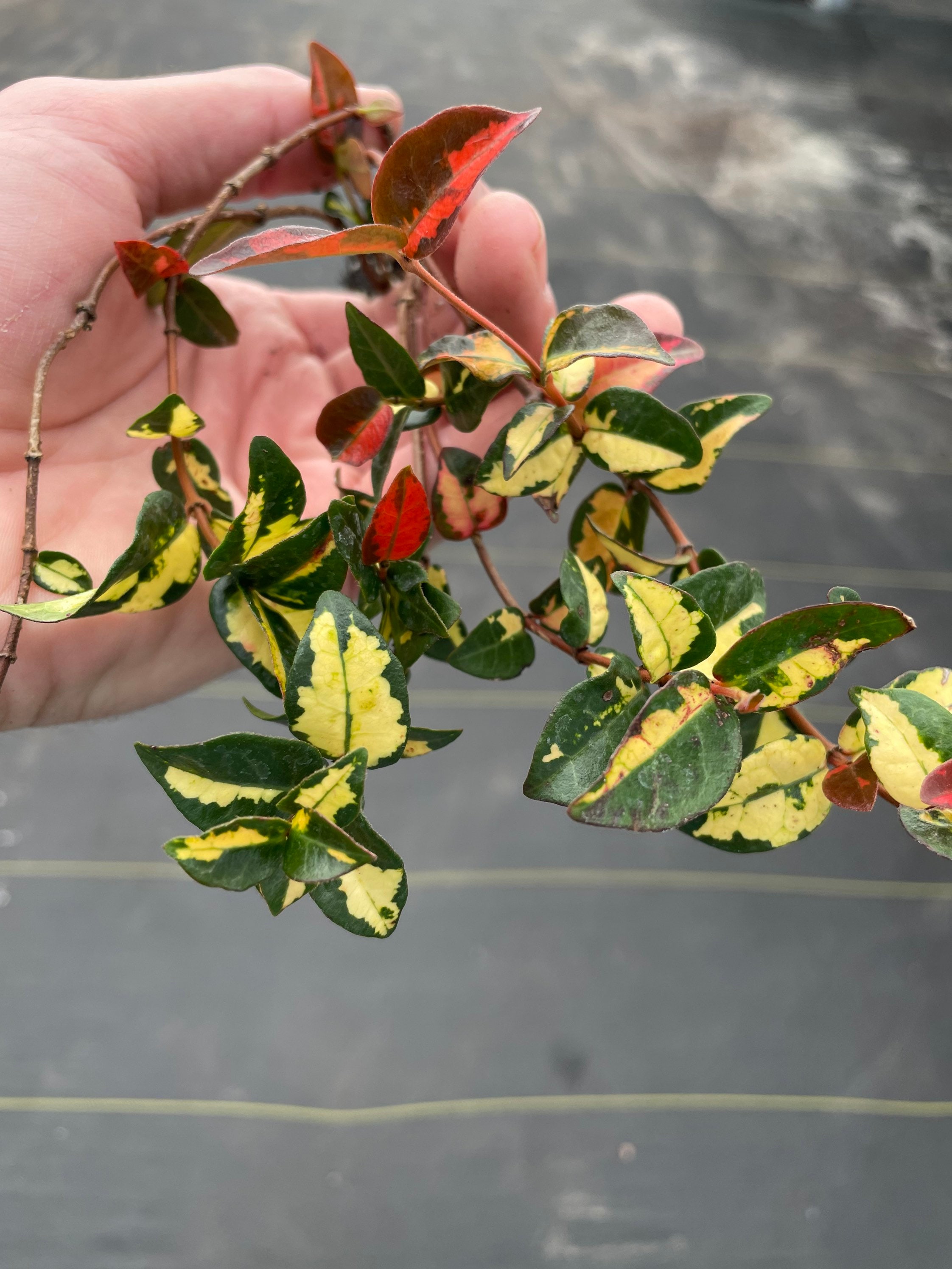 Summer Sunset Asiatic Jasmine Starter Plant (ALL STARTER PLANTS