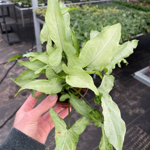 Syngonium silver fox 4” pot (ALL PLANTS require you to purchase 2 plants!)