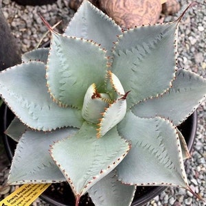 Agave blue wave Starter Plant (ALL STARTER PLANTS require you to purchase 2 plants!)