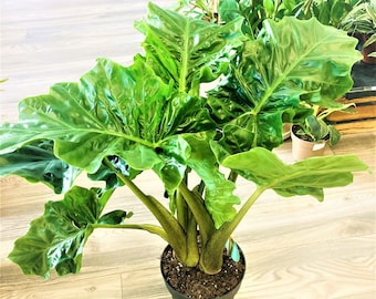 Alocasia low rider Starter Plant (ALL STARTER PLANTS require you to purchase 2 plants!)