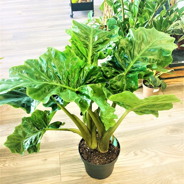 Alocasia low rider Starter Plant (ALL STARTER PLANTS require you to purchase 2 plants!)