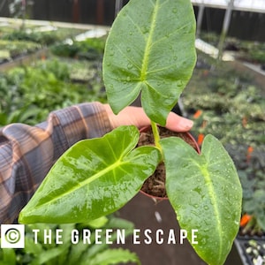 Alocasia lime Starter Plant (ALL STARTER PLANTS require you to purchase 2 plants!)