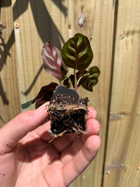 Calathea makoyana ( the peacock plant) Starter Plant (ALL STARTER PLANTS  require you to purchase 2 plants!) - Etsy Polska