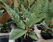Xl Anthurium Superbum Starter Plant (ALL STARTER PLANTS Require You to  Purchase 2 Plants!) - Etsy