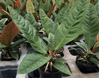 Anthurium superbum Starter Plant (ALL STARTER PLANTS require you to purchase 2 plants!)