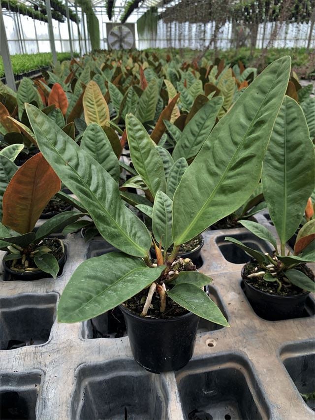 anthurium luxurians x Anthurium radicans x luxurians