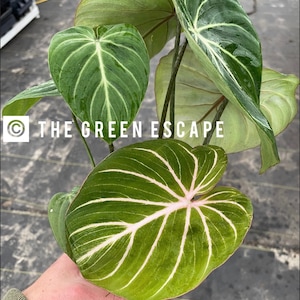 Philodendron zebra Gloriosum 4” pot (ALL PLANTS require you to purchase 2 plants!)