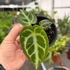 Crystallinum Seeds - Etsy