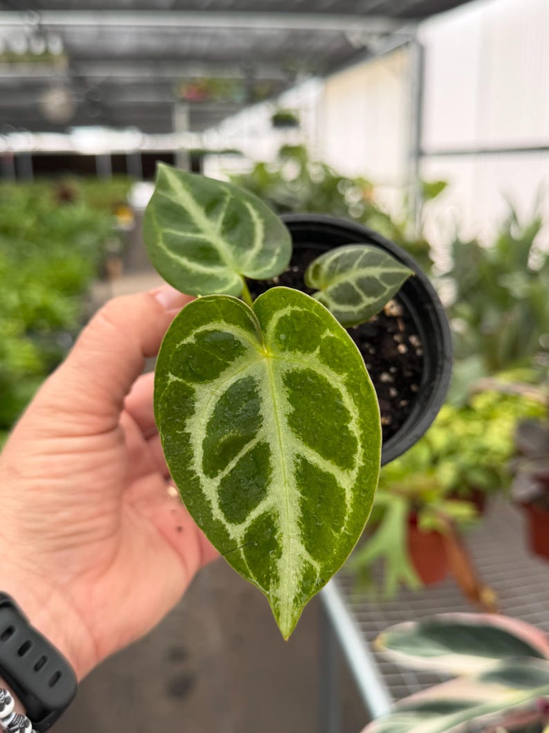 TheGreenEscape Anthurium Crystallinum x Dorayaki - Thumbnail 3