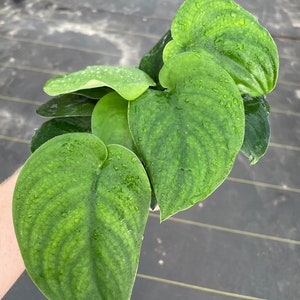 Epipremnum Pinnatum Aurea ‘Yellow Flame’ - Trailing - 4 Pot