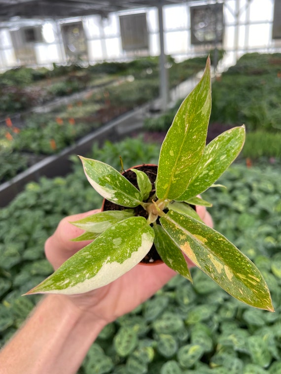 Philodendron ring of fire 2” pot (ALL PLANTS require you to purchase 2 plants!)