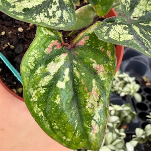 May include: Close-up of a Caladium plant with large, heart-shaped leaves. The leaves are primarily green with white and pink veining and patterns. The plant is in a brown pot, and the background is blurred.