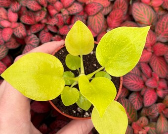 philodendron warscewiczii aurea flavum  2” pot (ALL PLANTS require you to purchase 2 plants!)