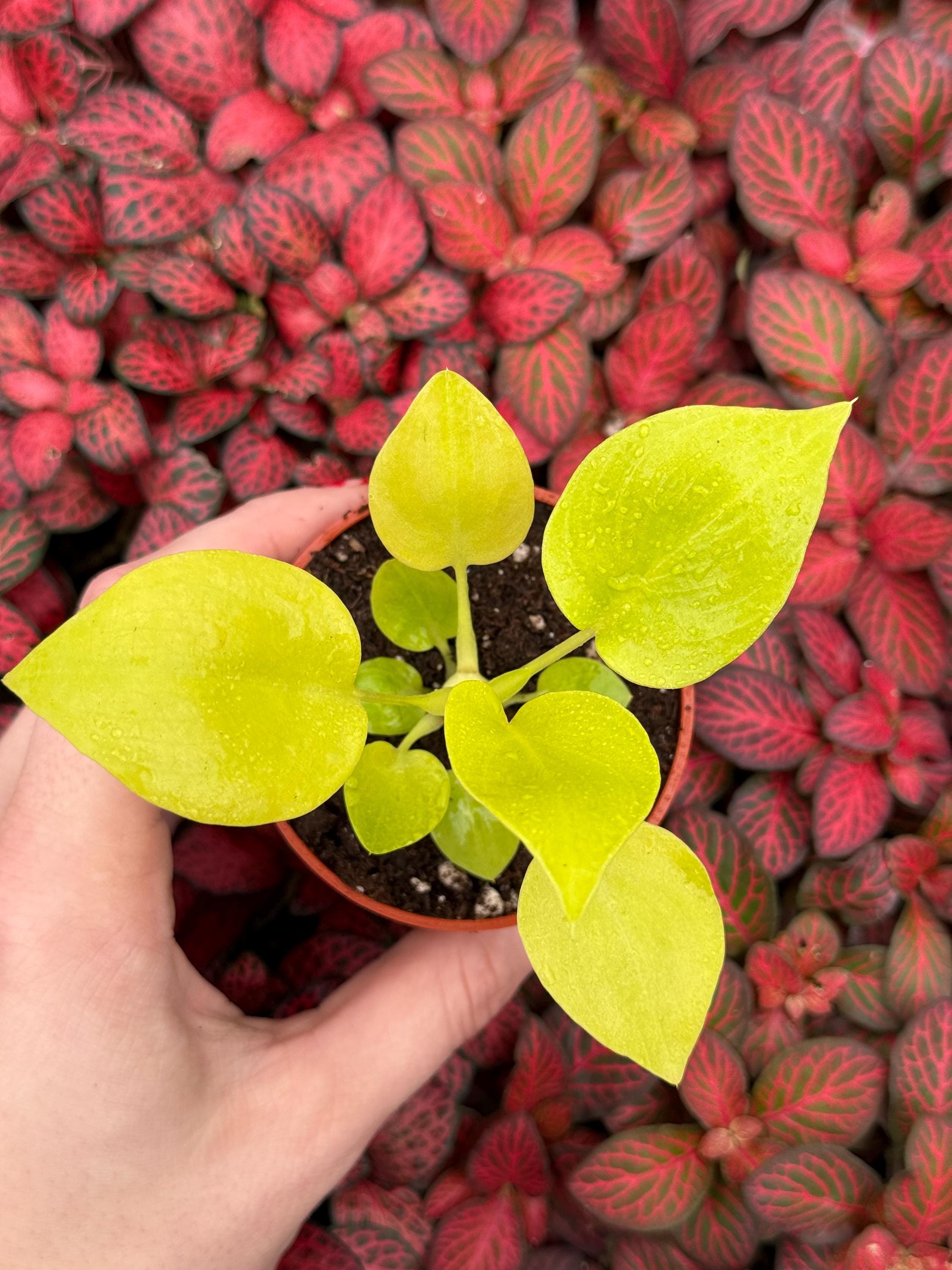 Philodendron Warscewiczii Aurea Flavum - Etsy