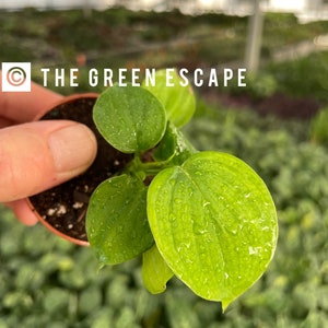 May include: A small potted plant with vibrant green, heart-shaped leaves, glistening with water droplets. The plant is held in a small brown pot, with the text "THE GREEN ESCAPE" visible in the background.