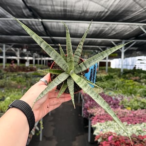 May include: A potted Sansevieria cylindrica plant, also known as a snake plant, with long, cylindrical, green leaves with light green stripes. The plant is in a small, round, orange pot. The background shows a greenhouse setting with other plants.