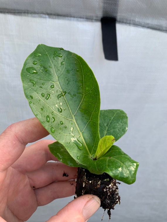 Fiddle Leaf Fig Tree suncoast Strain Starter Plant (ALL STARTER PLANTS  Require You to Purchase 2 Plants!) - Etsy