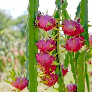 Edgars baby dragon fruit Starter Plant (ALL STARTER PLANTS require you to purchase 2 plants!)