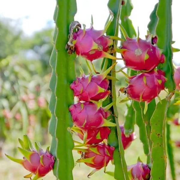 Dragon Fruit Plant Etsy