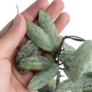 hoya sigillatis splash Starter plant (ALL Starter plants require you to purchase 2 plants!)