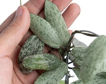 Plante de démarrage hoya sigillatis splash (TOUTES les plantes de démarrage nécessitent l'achat de 2 plantes !)
