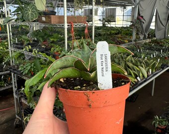 Sansevieria Blue Kew Natural 4pot (ALL PLANTS Require You to Purchase 2  Plants! - Etsy