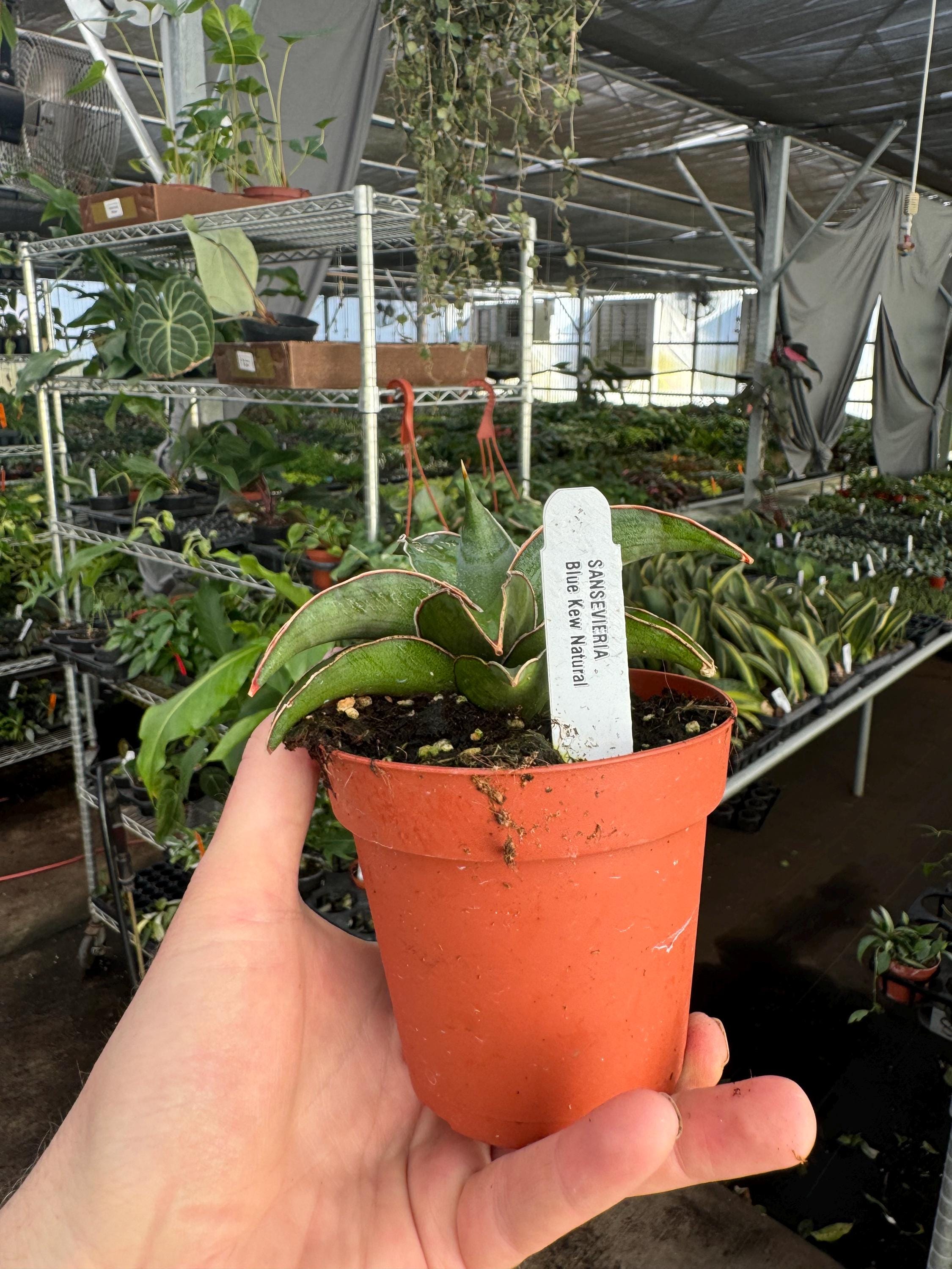 Sansevieria Blue Kew Natural 4”pot (ALL PLANTS Require You to